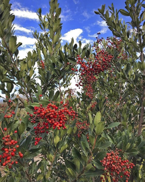 a plant with red berries