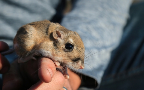 closeup of a Stephens' kangaroo rat sitting on person's hand