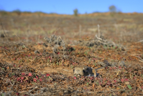 A Stephens' kangaroo rat sits in grassland.