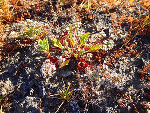 A plant with red and green leaves