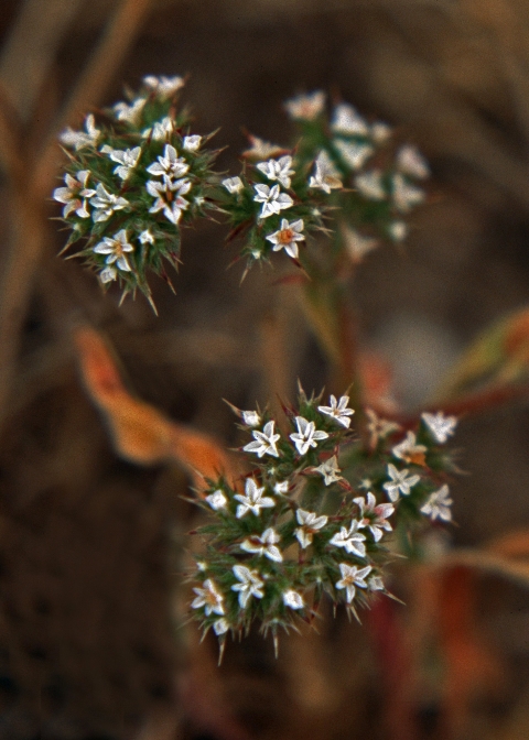 A plant with spiky green leaves and white flowers