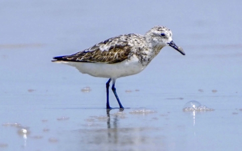 A bird with speckled brown and white feathers and a long beak