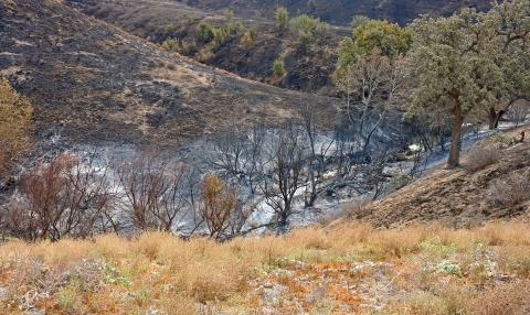 A river flowing through a scorched mountainside