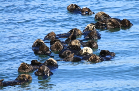 A group of sea otters forming a "raft" in the water