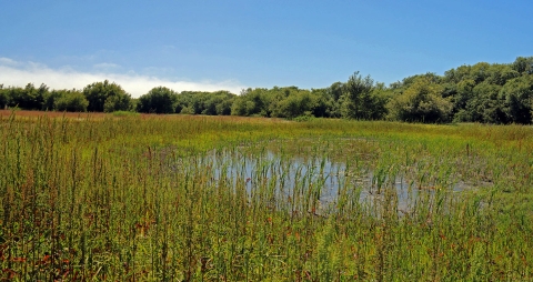 A shallow pond