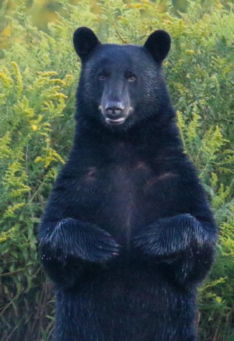 Animals in the Okefenokee Swamp | U.S. Fish & Wildlife Service