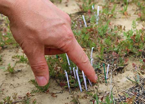 A finger points at a very tiny flower