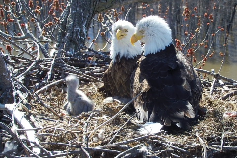 Two adult bald eagles with young in the nest