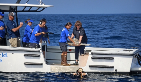 Two women on a boat hold turtle in air over edge. With one woman in wetsuit in water next to boat's edge.