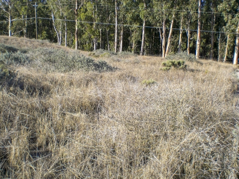 A landscape with brown grass