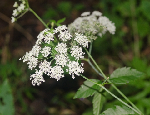 Spotted water hemlock in bloom