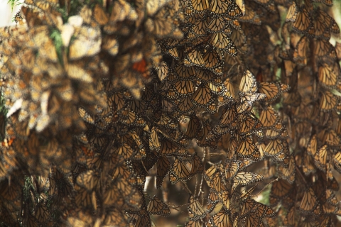 Monarch butterflies cluster on trees