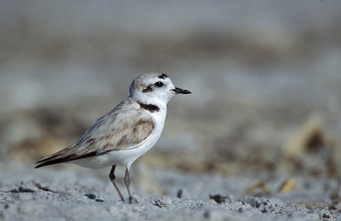 white and brown bird with black beak stands on sand