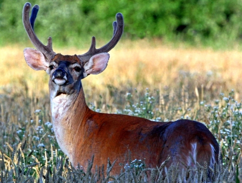 A while-tailed deer with its antlers in velvet stands in a brown tall grass field