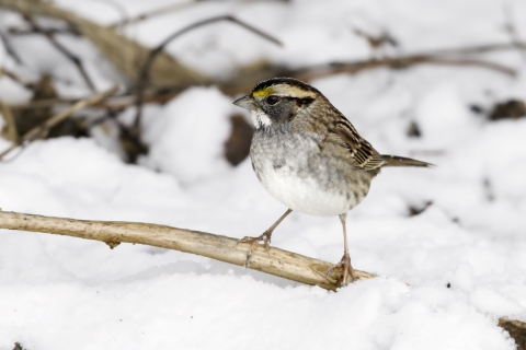 A white-throated sparrow perched on a stick above the snow