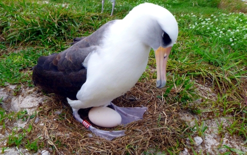 A white and blackbird with webbed feet hovers over a white egg in a nest on sandy grass