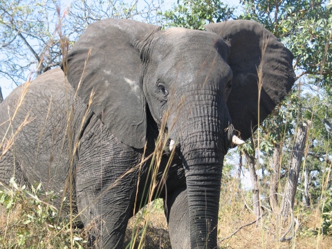 An African elephant bull travels through tall grass in a forested area.