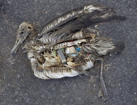 Plastic scrap is exposed in remains of dead albatross at Midway Atoll National Wildlife Refuge in the Pacific.