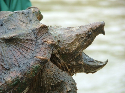 A large brown and black turtle with a very sharp beak and mouth wide open