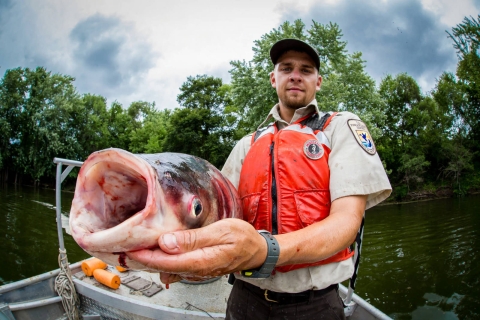 A biologist holding a fish about the size of his thigh