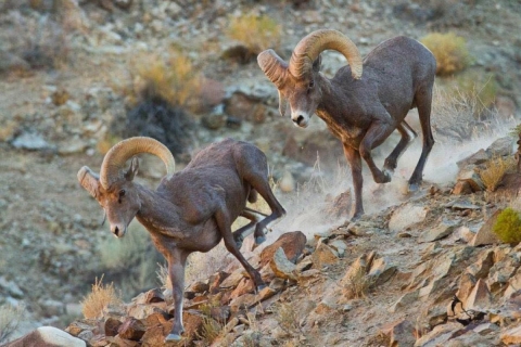 two male desert bighorn sheep run down a rocky slope, their curving horns glowing in the afternoon sunlight