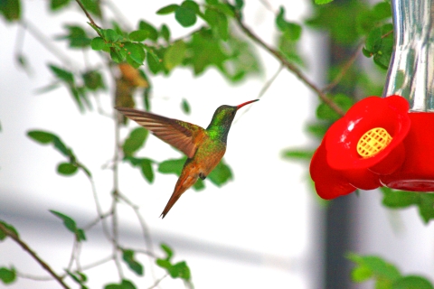 A small brown bird with a green head hovers near a bright red feeder.