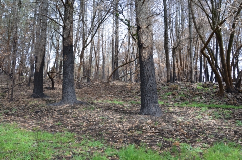 Blackened bark from the ground to about 5 feet up the trunks of several trees. The ground is charred but green grasses begin to grow.