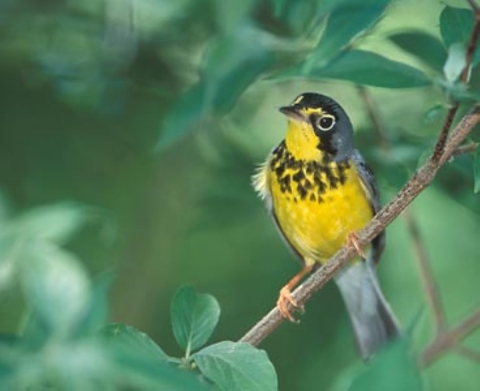 Canada warbler