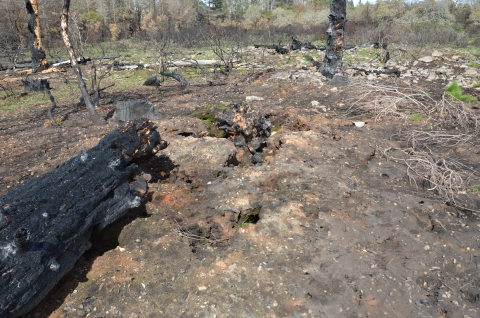 A burned log and stump.