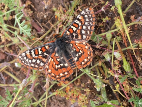 orange, black and white butterfly sits on green plant