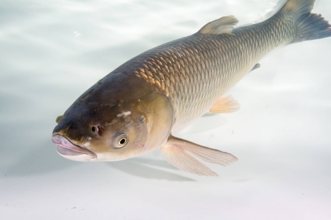 Adult Grass carp