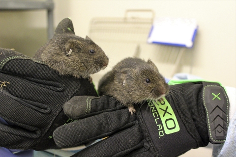 hands holding two Amargosa voles