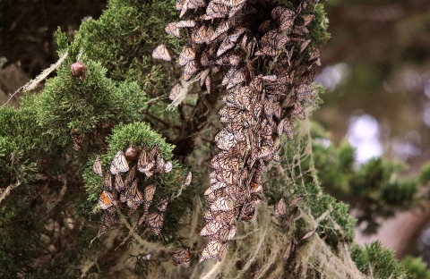 More than 50 orange, black and white butterflies clustered together hanging on tree