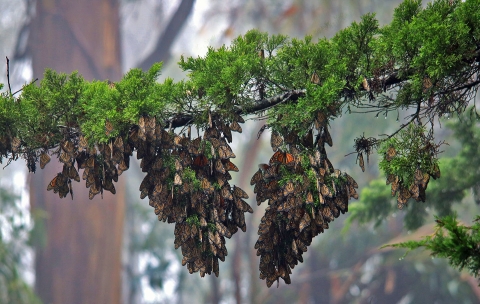 Two clusters of black, orange and white butterflies hang from tree branch