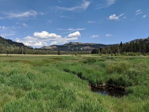 deep green grasses of a mountain meadow stretch into the distance, reaching pinetree covered mountains against a blue sky