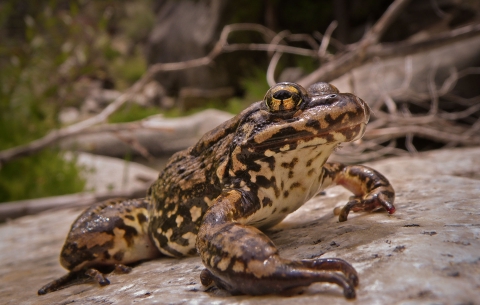 Brown and yellow frog sits on a rock