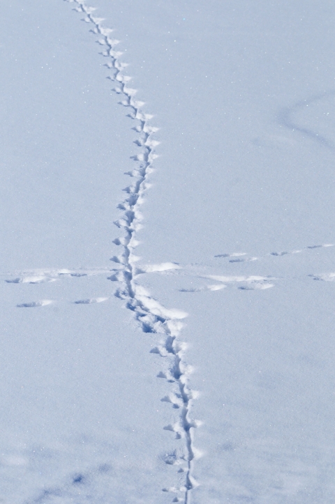 A clear line of animal tracks is left in the snow.