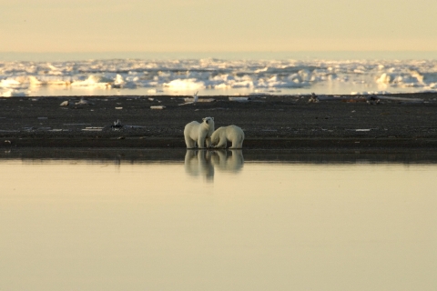 A distant view of two polar bears standing on a pebbled shoreline.