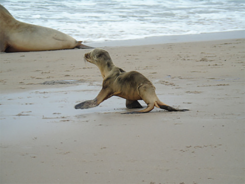 Sea Lion Pup