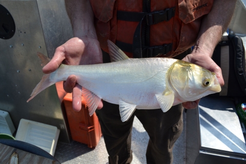 A biologist holding a fish about the size of his thigh