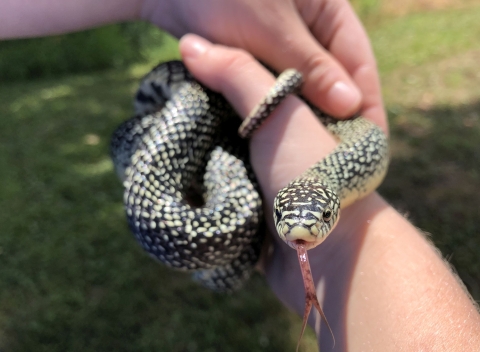 A speckled kingsnake curls around a holder's wrist and arm at Mingo National Wildlife Refuge.