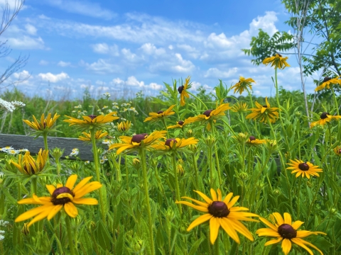 bright yellow flowers 