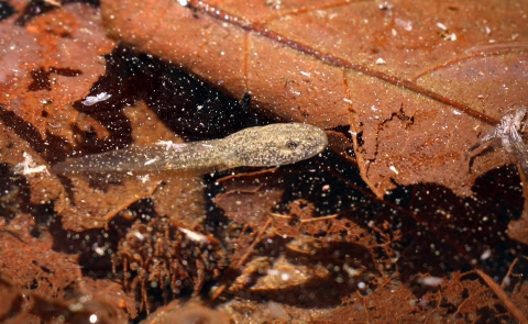 Underwater photo of a tadpole swimming in a creek