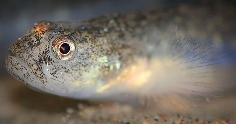 Underwater closeup of a gold and white fish swimming