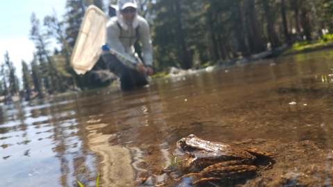 a frog sits in a lake while a man approaches with a net. 