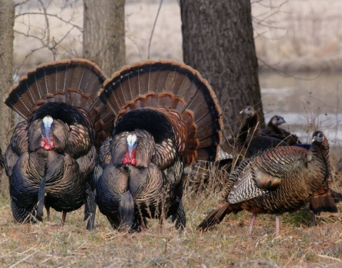 Wild Facts About Wild Turkeys U.S. Fish Wildlife Service