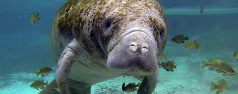 Manatee with algae on it's back swimming toward the camera lens.