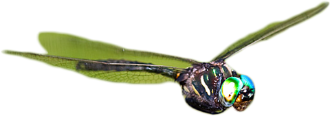 Dragonfly with brilliant green wings and iridescent green eyes.