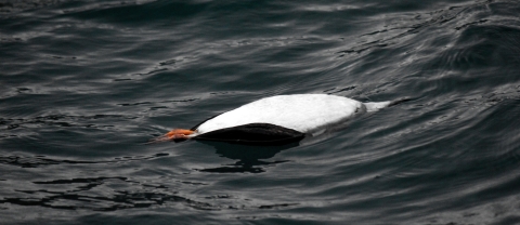 black and white bird floating belly up