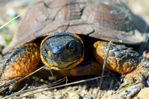 a portrait of a turtle with yellow highlights around the legs and neck